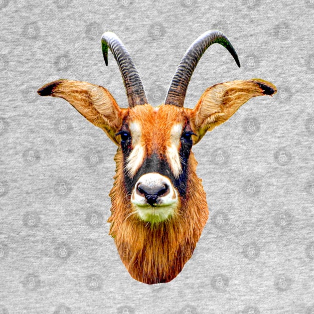 Roan Antilope by dalyndigaital2@gmail.com